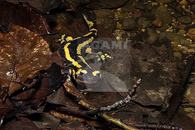 Fire Salamander (Salamandra salamandra) walking on a small stream in Vuilbeek, Uccle, Brussels, Brabant, Belgium. stock-image by Agami/Vincent Legrand,