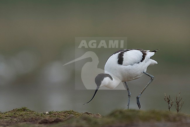 stock-image by Agami/Han Bouwmeester,