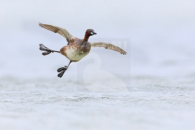 Little Grebe, Tachybaptus ruficollis, in Italy. stock-image by Agami/Daniele Occhiato,