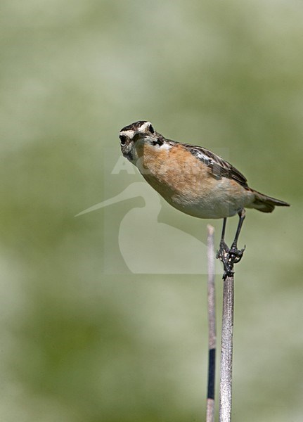 Whinchat female perched; Paapje vrouw zittend stock-image by Agami/Jari Peltomäki,