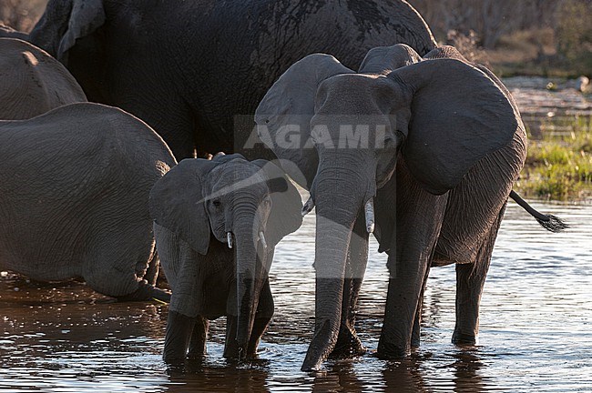 Two African elephants, Loxodonta africana, drinking. More of the herd nearby. Okavango Delta, Botswana. stock-image by Agami/Sergio Pitamitz,