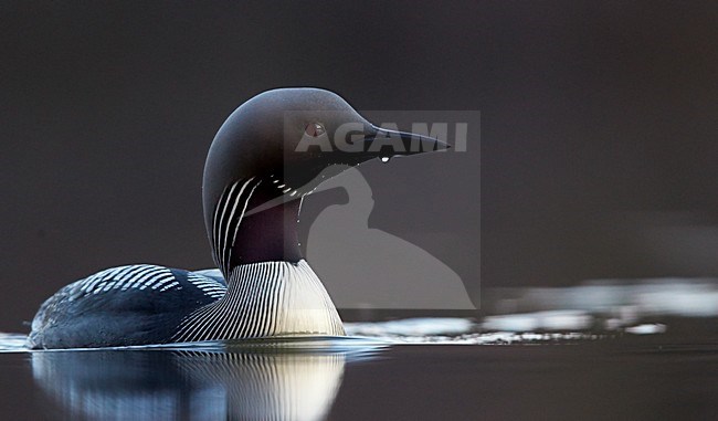 Adulte Parelduiker in zomerkleed; Adult summer Black-throated Loon stock-image by Agami/Markus Varesvuo,