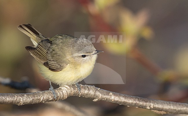 Philadelphia Vireo (Vireo philadelphicus) in North America, during spring. stock-image by Agami/Ian Davies,