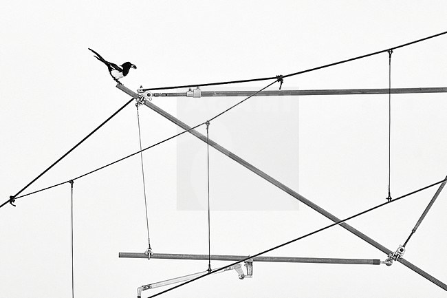 Eurasian Magpie (Pica pica) perched on overhead lines in Czechia, awarded in Czech Nature Photo competition stock-image by Agami/Tomas Grim,