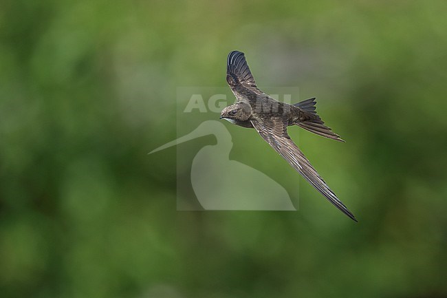 Common Swift (Apus apus) flying agains green background in Bulgaria. stock-image by Agami/Marcel Burkhardt,