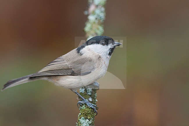 Marsh Tit - Sumpfmeise - Poecile palustris ssp. palustris, Germany, adult stock-image by Agami/Ralph Martin,