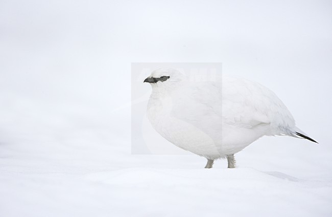 Mannetje Alpensneeuwhoen in de sneeuw; Male Rock Ptarmigan in the snow stock-image by Agami/Danny Green,