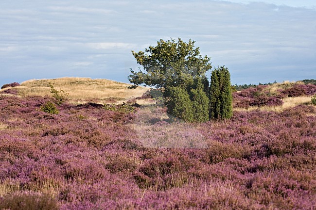 Bloeiende hei op het Kootwijderzand, Flowering heath at Kootwijkerzand stock-image by Agami/Marc Guyt,