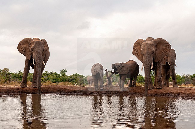 A herd of African elephants, Loxodonta africana, drinking at a waterhole. Mashatu Game Reserve, Botswana. stock-image by Agami/Sergio Pitamitz,