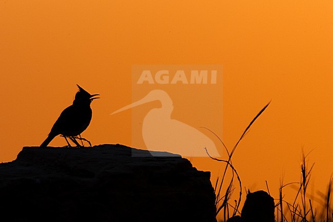 Kuifleeuwerik, Common Crested Lark, Galerida cristata stock-image by Agami/Menno van Duijn,