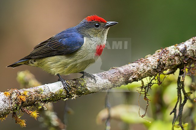 Red-capped Flowerpecker (Dicaeum geelvinkianum) perched on a branch in Papua New Guinea. stock-image by Agami/Glenn Bartley,