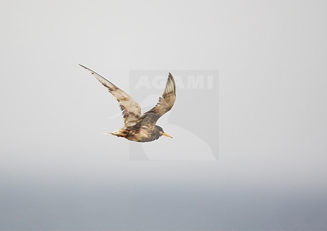 Adulte met olie besmeurde Dwergstern in de vlucht; Adult Litlle Tern with oil in flight stock-image by Agami/Markus Varesvuo,