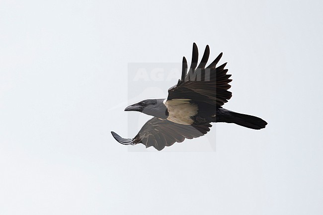 adult Pied Crow (Corvus albus)  in flight, found at Kisoro in Uganda stock-image by Agami/Mathias Putze,