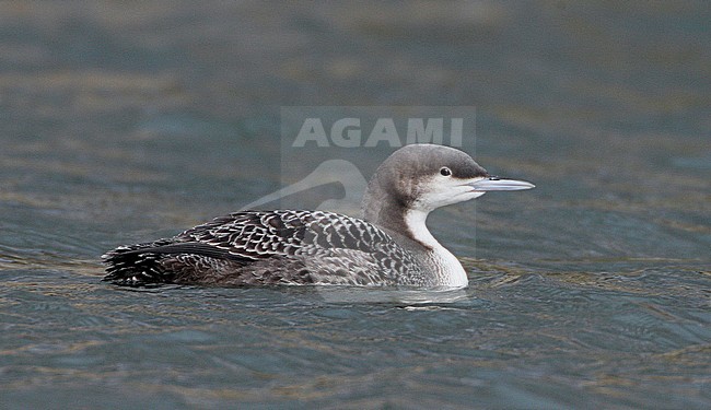 Juveniel Pacifische Parelduiker; Juvenile Pacific Loon stock-image by Agami/Mike Danzenbaker,