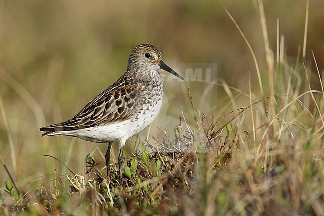 Adult Western Sandpiper (Calidris mauri) at breeding area in Seward Peninsula, Alaska, USA. stock-image by Agami/Brian E Small,