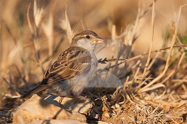 Huismus, House Sparrow, Haussperling, Passer domesticus ssp. domesticus, juvenile, Croatia stock-image by Agami/Ralph Martin,