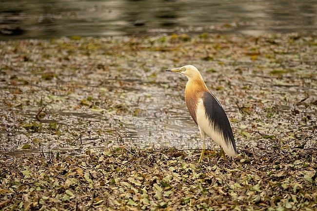 Javan Pond Heron, Ardeola speciosa stock-image by Agami/Hans Germeraad,