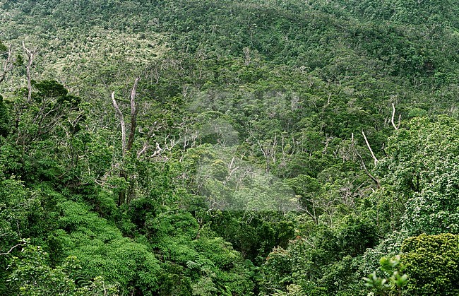 Bwindi Impenetrable Forest Uganda stock-image by Agami/Roy de Haas,