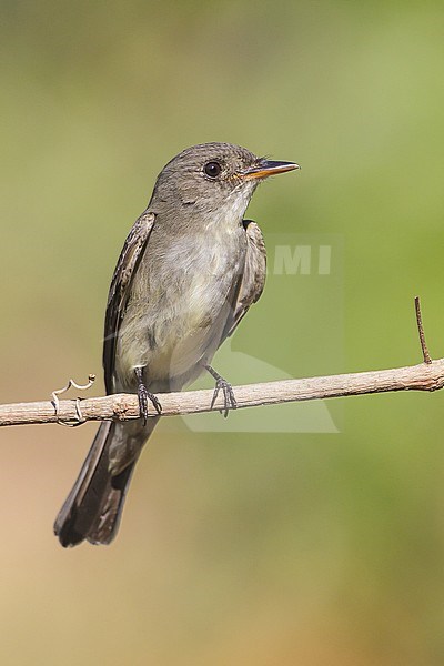 Oostelijk Bospiewie op uitkijk, Eastern Wood-Pewee on perch stock-image by Agami/Brian E Small,