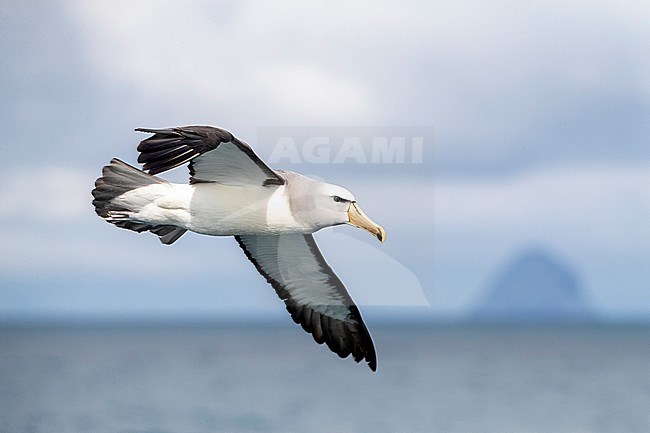 Adult Salvin's Albatross (Thalassarche salvini) in flight over pacific ocean off Chatham Islands, New Zealand. Pyramid rock in the background. stock-image by Agami/Marc Guyt,