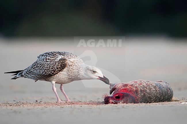 Grijze zeehond, Grey Seal, Halichoerus grypus, kegelrob stock-image by Agami/Han Bouwmeester,