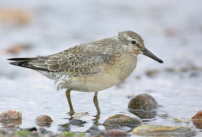 Juveniele Kanoet; Juvenile Red Knot stock-image by Agami/Markus Varesvuo,