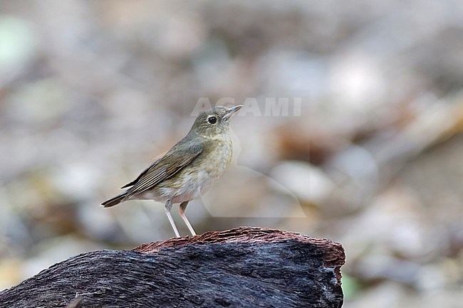 A female Siberian Blue robin is seen sitting on an exposed branch against a clear background. stock-image by Agami/Jacob Garvelink,