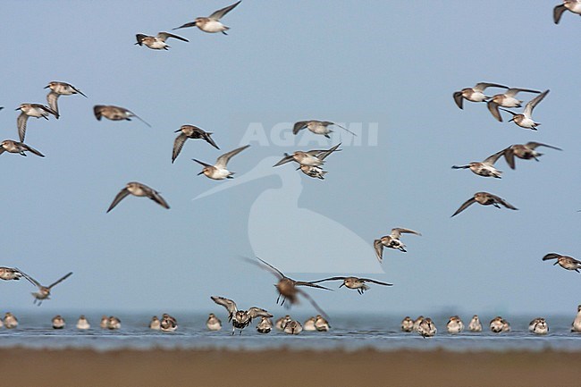 Dunlin - Alpenstrandläufer - Calidris alpina, Germany stock-image by Agami/Ralph Martin,