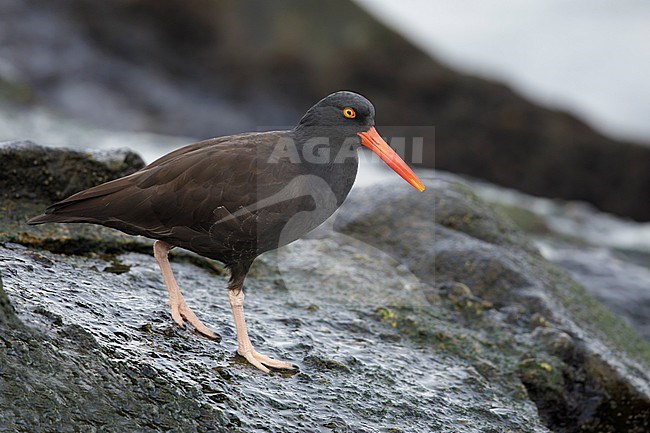 Adult Black Oystercatcher (Haematopus bachmani) standing on a rocky coast in Los Angeles County in California, United States in November. stock-image by Agami/Brian E Small,