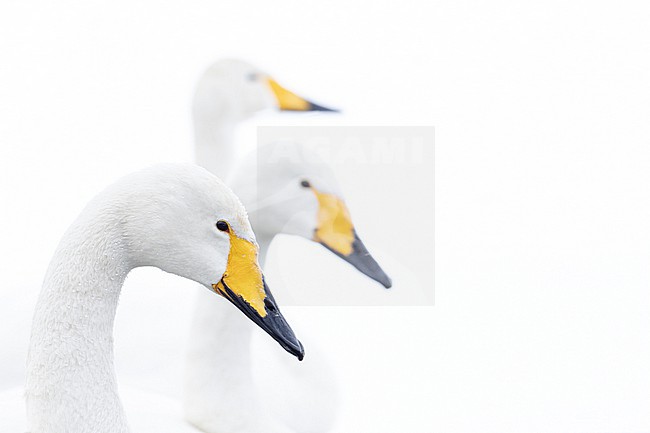 Whooper Swan (Cygnus cygnus) in winter surronding. stock-image by Agami/Marcel Burkhardt,