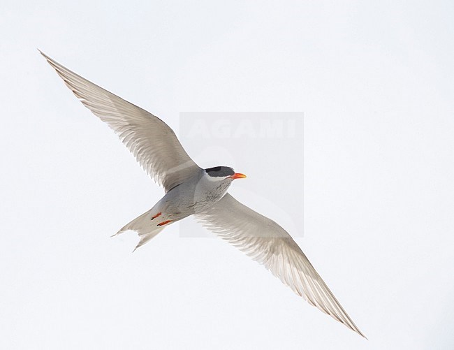 Adult Black-fronted Tern (Chlidonias albostriatus) also known as Tarapiroe in Glentanner Park, South Island, New Zealand. In flight, seen from below. stock-image by Agami/Marc Guyt,