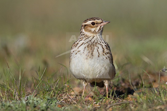 Woodlark - Heidelerche - Lullula arborea ssp. pallida; Cyprus, adult stock-image by Agami/Ralph Martin,