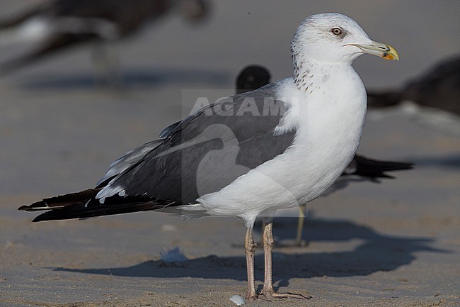 Heuglin's Gull (Larus heuglinii), standing on a beach, Taqah, Dhofar, Oman stock-image by Agami/Saverio Gatto,