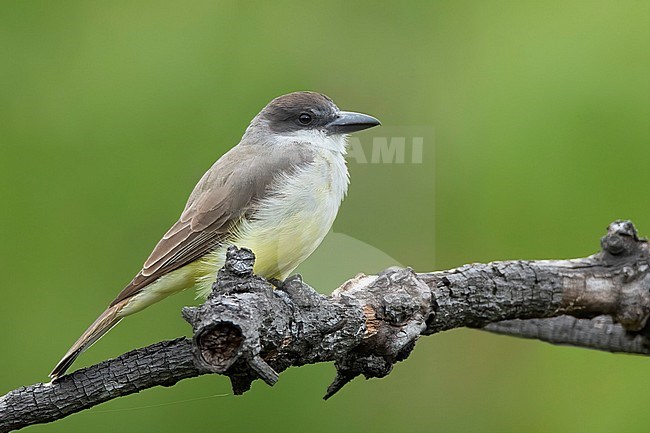 Adult Thick-billed Kingbird (Tyrannus crassirostris) perched on a twig.
Los Angeles Co., California, USA stock-image by Agami/Brian E Small,