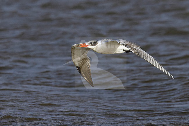 Caspian Tern (Hydroprogne caspia) in adult winter plumage in flight. stock-image by Agami/David Monticelli,