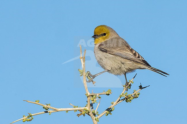 Adult
San Diego Co., CA
January 2022 stock-image by Agami/Brian E Small,