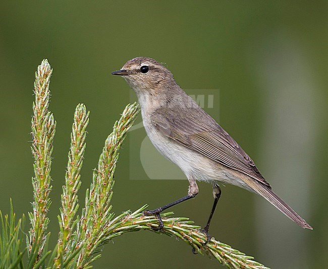 Siberian Chiffchaff - Taigazilpzalp - Phylloscopus tristis, Russia (Ural) stock-image by Agami/Ralph Martin,