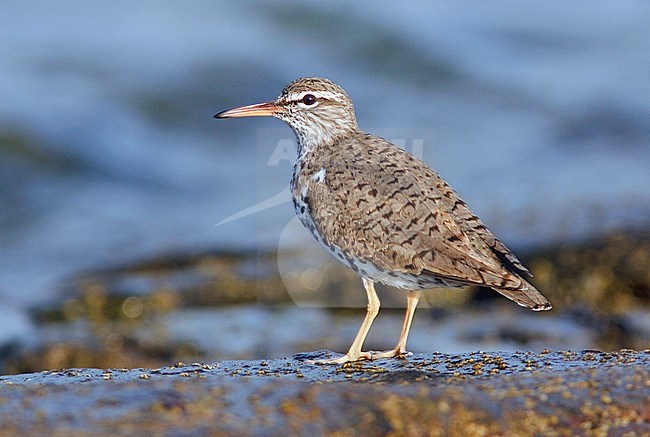 Adult zomerkleed Amerikaanse Oeverloper, Adult summer Spotted Sandpiper stock-image by Agami/Glenn Bartley,