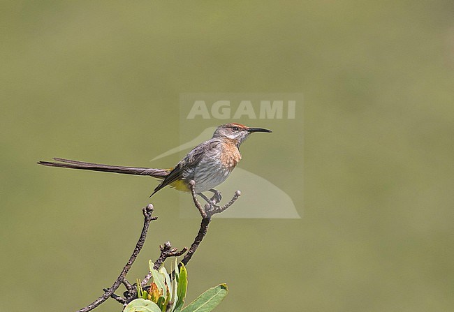 Gurney's sugarbird (Promerops gurneyi) in South Africa. stock-image by Agami/Pete Morris,