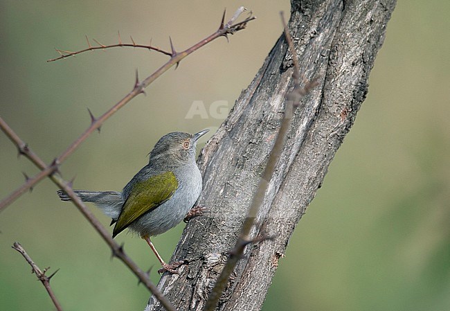 Green-backed Camaroptera (Camaroptera brachyura) native to Ethiopia. Perched in a small bush. stock-image by Agami/Dick Forsman,