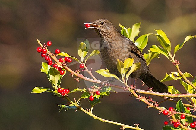 Female Blackbird (Turdus merula) foraging on red berries from Holly bush in garden while on autumn migration. Berry in her bill. stock-image by Agami/Menno van Duijn,
