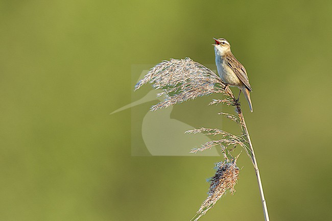  stock-image by Agami/Menno van Duijn,