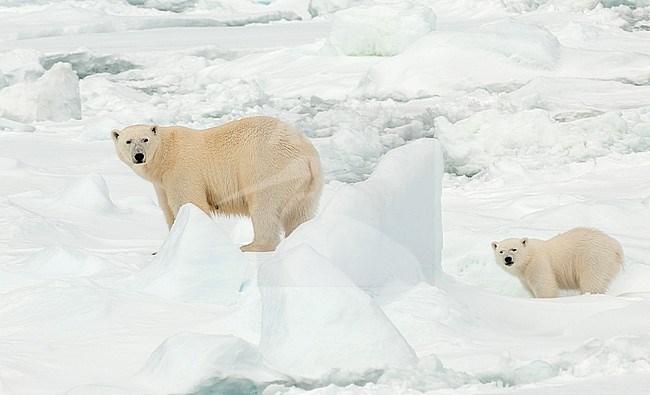 Polar bear (Ursus maritimus) mom and cub perched on ice stock-image by Agami/Roy de Haas,