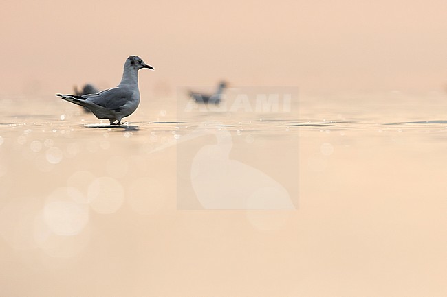 Black-headed Gull - Lachmöwe - Larus ridibundus, Germany, adult, winter plumage stock-image by Agami/Ralph Martin,