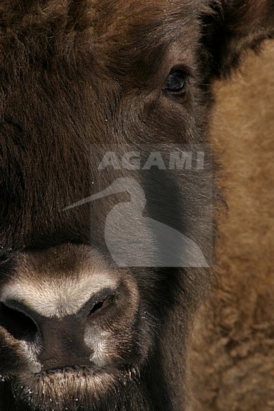 Wisent close-up; European Bison close up stock-image by Agami/Menno van Duijn,