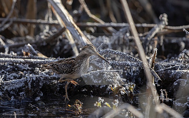 Jack Snipe (Lymnocryptes minimus) actively feeding in small creek at Roskilde, Denmark stock-image by Agami/Helge Sorensen,