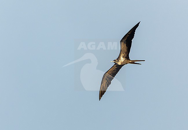 Lesser Frigatebird (Fregata ariel) at sea in the Pacific Ocean, around the Solomon Islands. Most probably this species. stock-image by Agami/Marc Guyt,