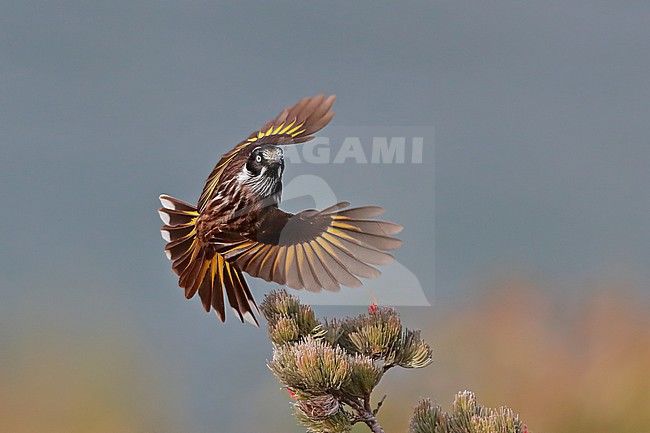 New Holland Honeyeater (Phylidonyris novaehollandiae) taking off from a perch stock-image by Agami/Georgina Steytler,