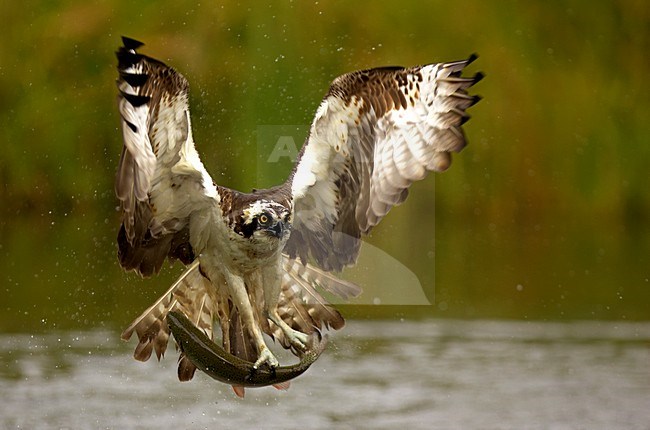 Visarend met vis, Osprey with fish stock-image by Agami/Danny Green,