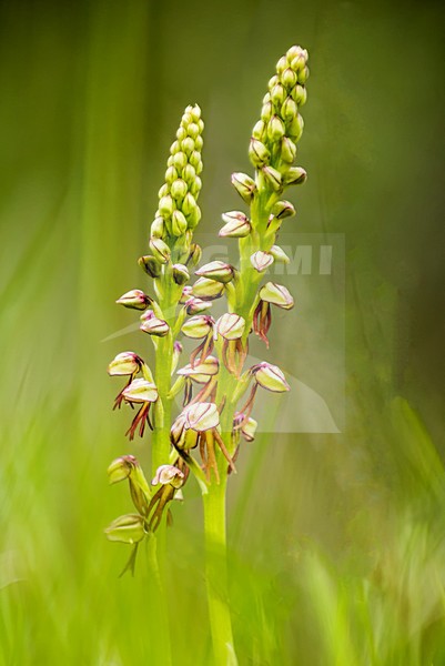 Poppenorchis, Man Orchid, Orchis anthropophora stock-image by Agami/Rob Riemer,